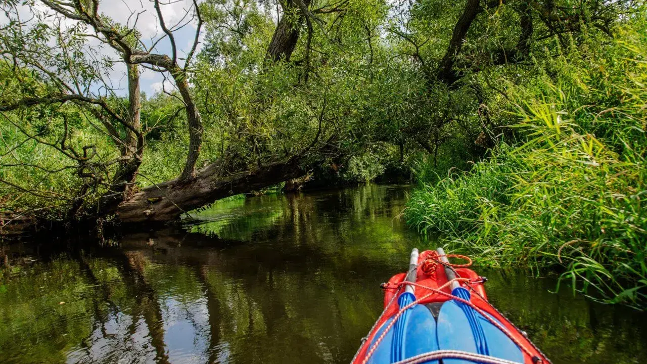 Płyniesz kajakiem przez malownicze Kaszuby. Zielone, bujne drzewa i trzciny tworzą naturalny tunel, a woda odbija ich piękno. Idealne kajaki Kaszuby trasy czekają na odkrycie.