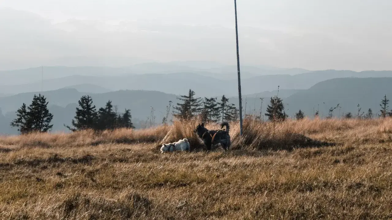 Dwa psy, biały i ciemny, cieszą się spacerem gdzie w góry z psem. W tle łagodne, zamglone pasma górskie.