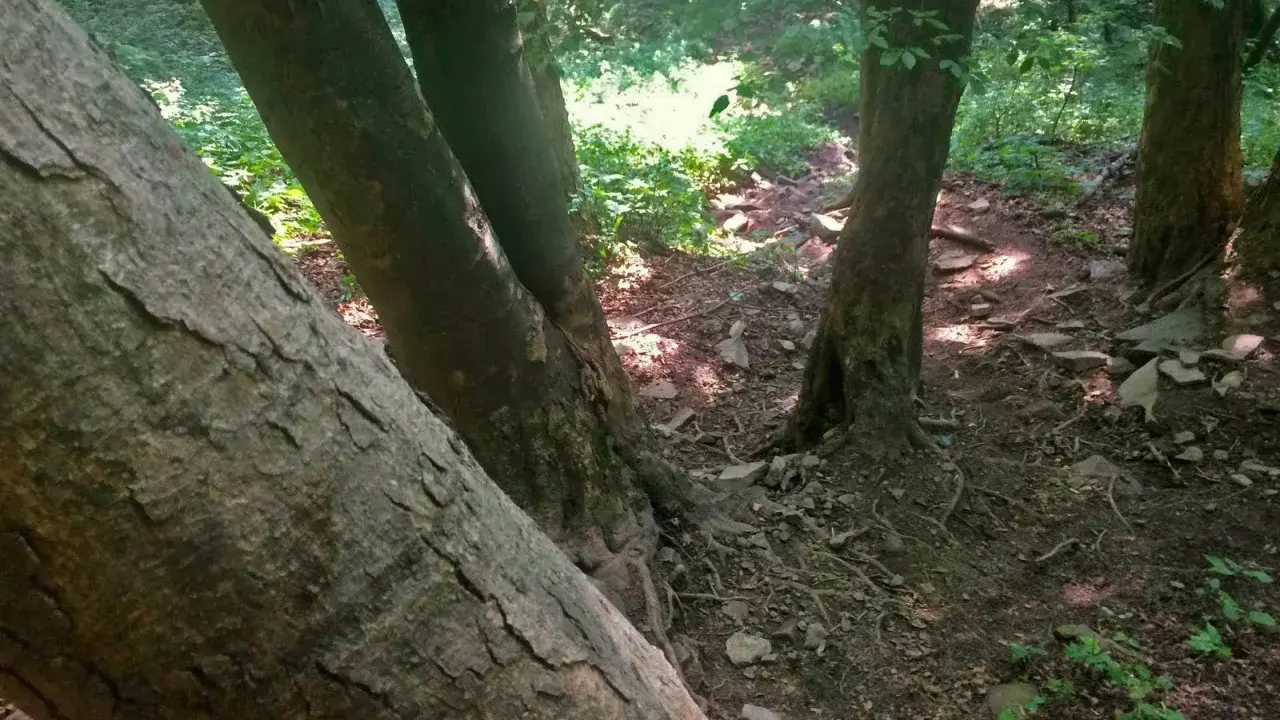 Leśna ścieżka wije się między drzewami, tworząc niemal lacką ścianę płaczu z ich pni.