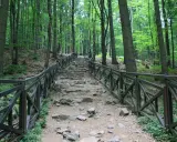 Kamienne schody z drewnianą balustradą prowadzą przez gęsty las. To idealne miejsce, by odkryć, co zobaczyć w Górach Świętokrzyskich.