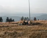 Dwa psy, biały i ciemny, cieszą się spacerem gdzie w góry z psem. W tle łagodne, zamglone pasma górskie.