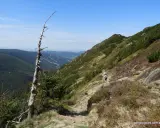 Szlak w czeskich Karkonoszach. Samotny turysta z plecakiem idzie kamienistą ścieżką w dół zbocza, pośród kosodrzewin i traw.