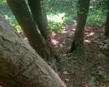 Leśna ścieżka wije się między drzewami, tworząc niemal lacką ścianę płaczu z ich pni.