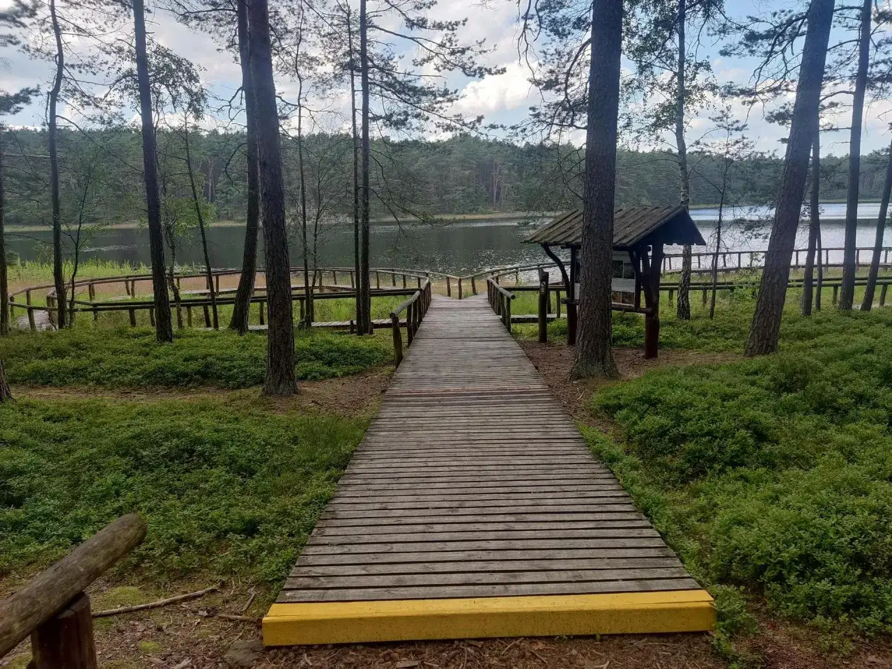 Drewniana kładka prowadzi do jeziora w Borach Tucholskich. Wokół sosny i jagodowe zarośla. Idealne miejsce na spacer i podziwianie natury.