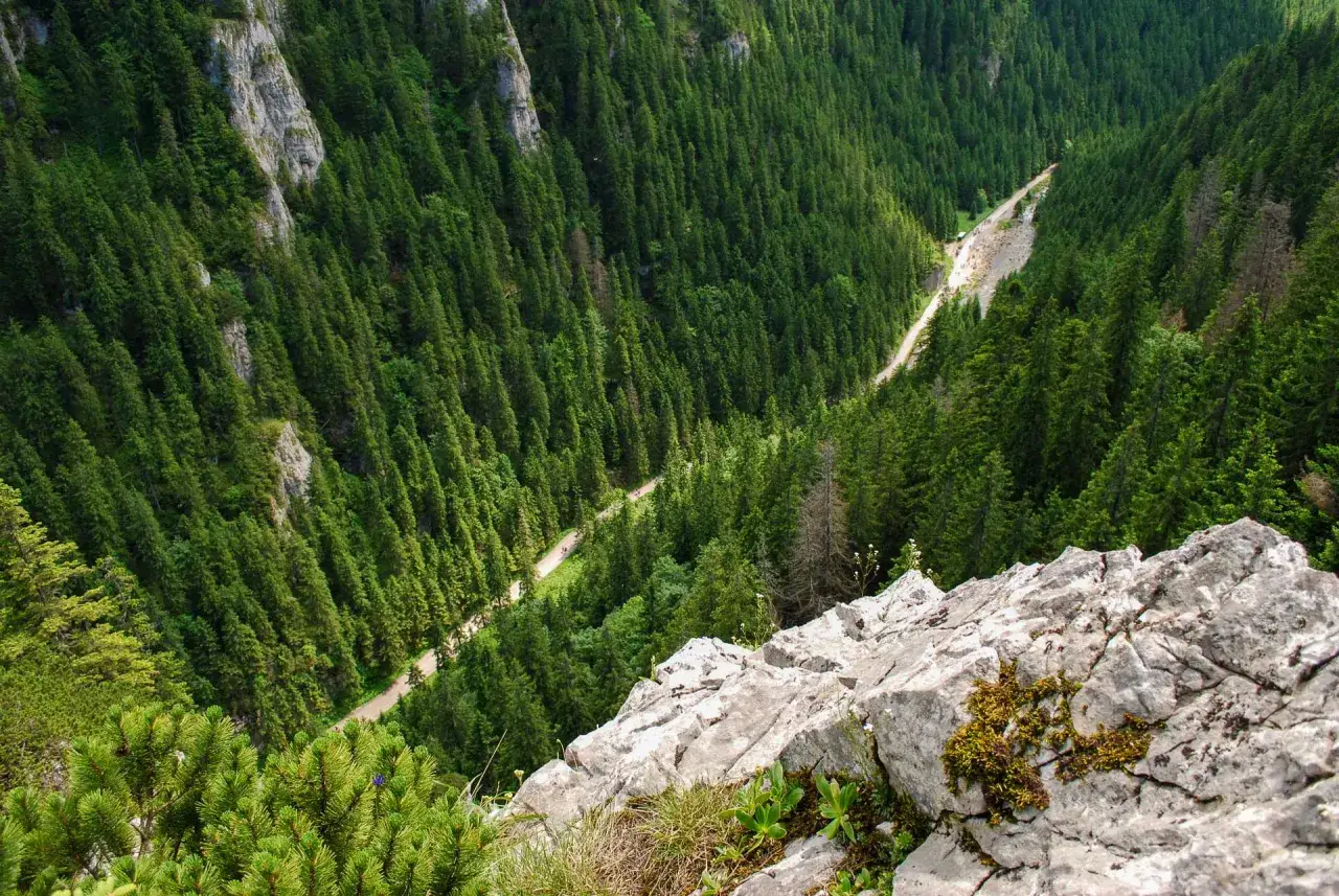Widok z góry na zalesioną Dolinę Kościeliską, gdzie wije się szlak.