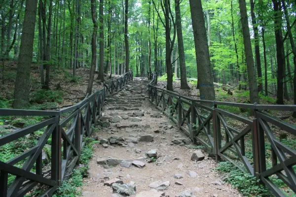 Kamienne schody z drewnianą balustradą prowadzą przez gęsty las. To idealne miejsce, by odkryć, co zobaczyć w Górach Świętokrzyskich.