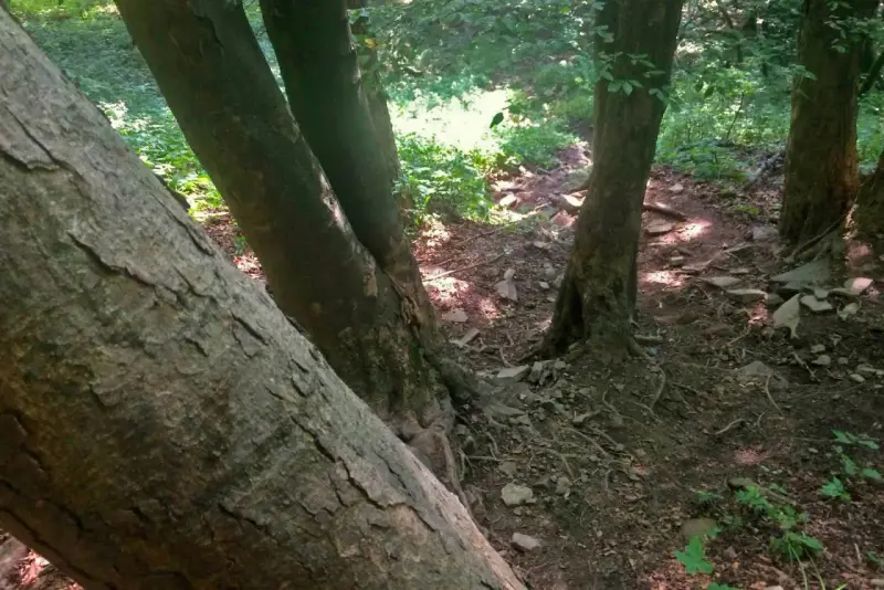 Leśna ścieżka wije się między drzewami, tworząc niemal lacką ścianę płaczu z ich pni.